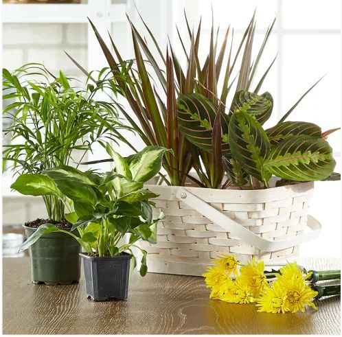 Designers Choice Plant Basket