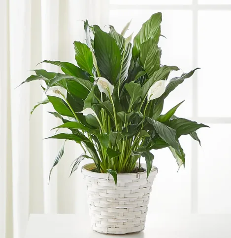 Spathiphyllum 6" Spathiphyllum 6"