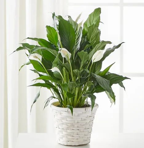Spathiphyllum 6"