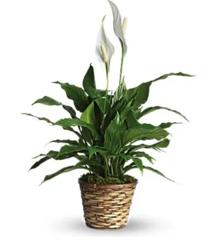 Peace Lily 6"