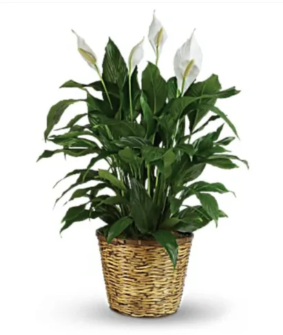 Peace Lily 10" Peace Lily 10"