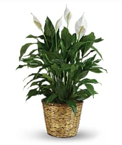 Peace Lily 10"