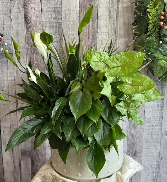 Ceramic Dish Garden 10" Ceramic Dish Garden 10"