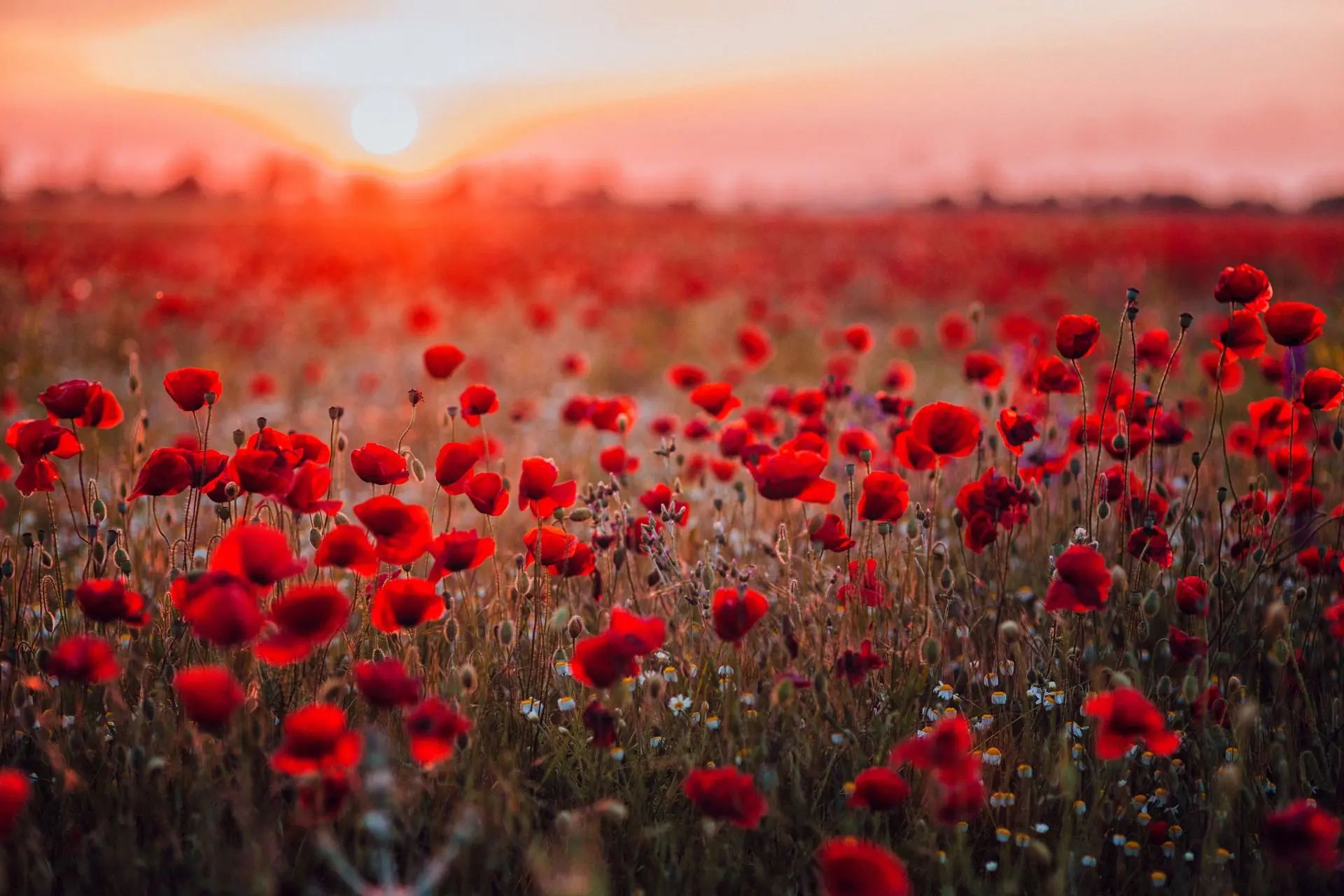 Featured flowers