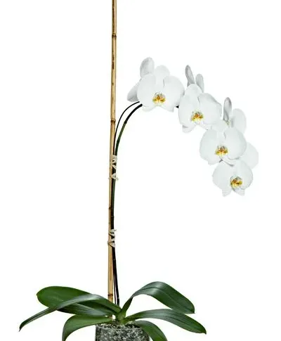 Single Orchid Potted Plant Single Orchid Potted Plant