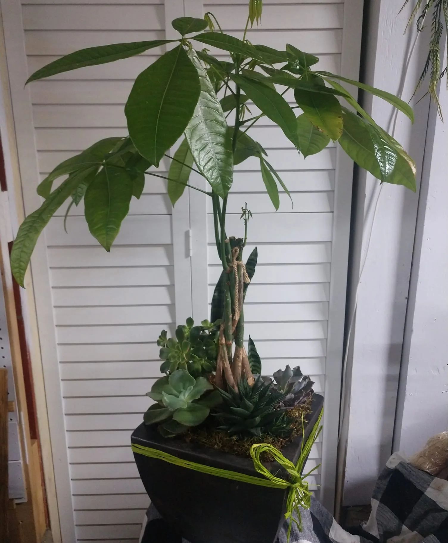 Planter of Potted Plants - Contemporary, Custom Design
