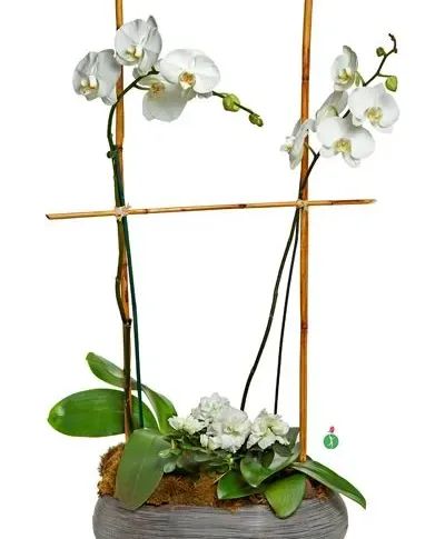 Double Orchid Potted Plant