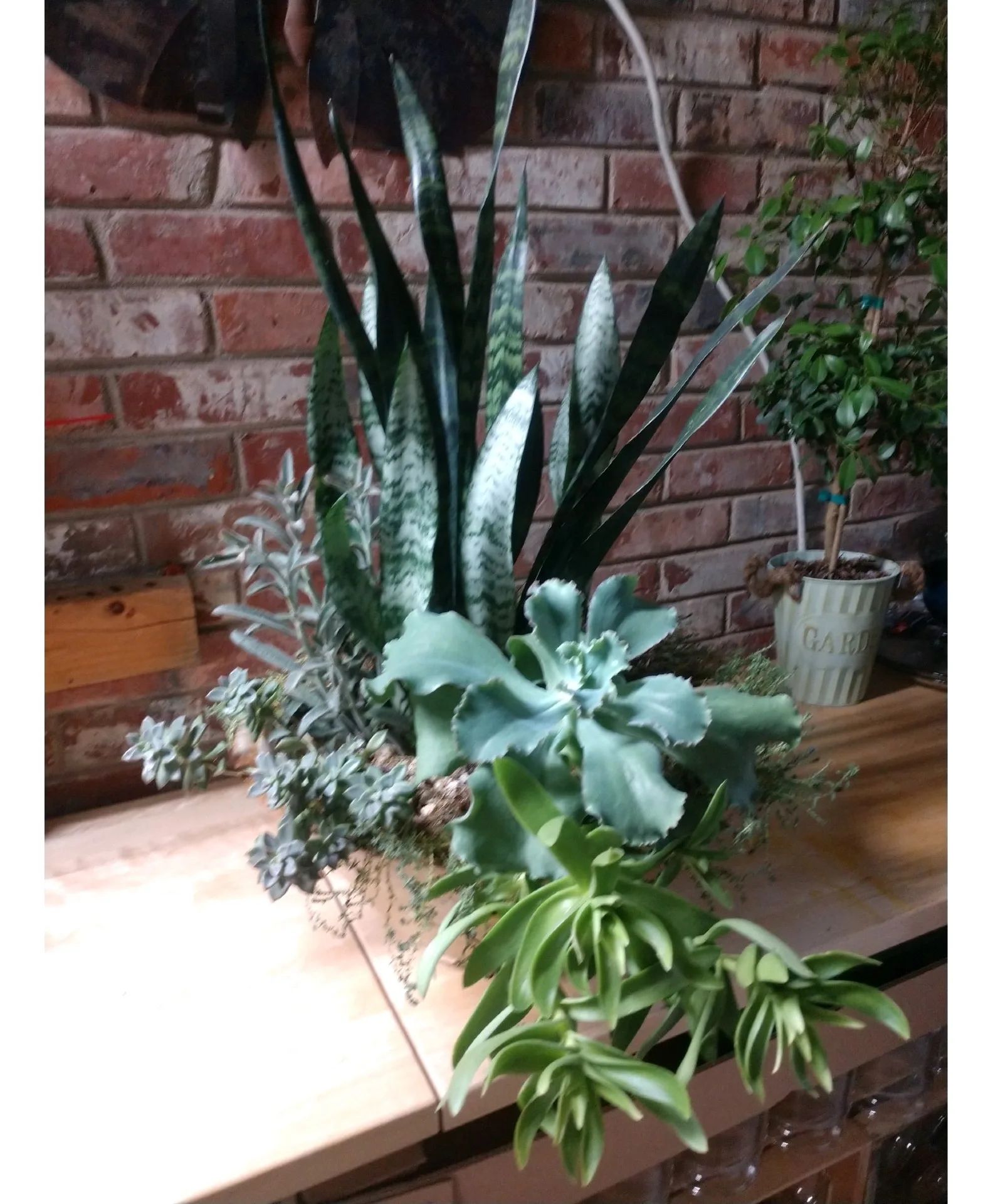 Tropical Garden