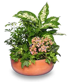 GARDEN PLANTER Green & Blooming Plants GARDEN PLANTER Green & Blooming Plants