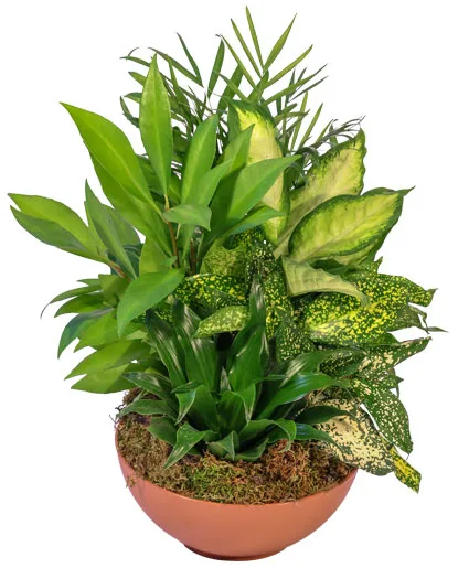 Green Thumb Dish Garden Green Thumb Dish Garden