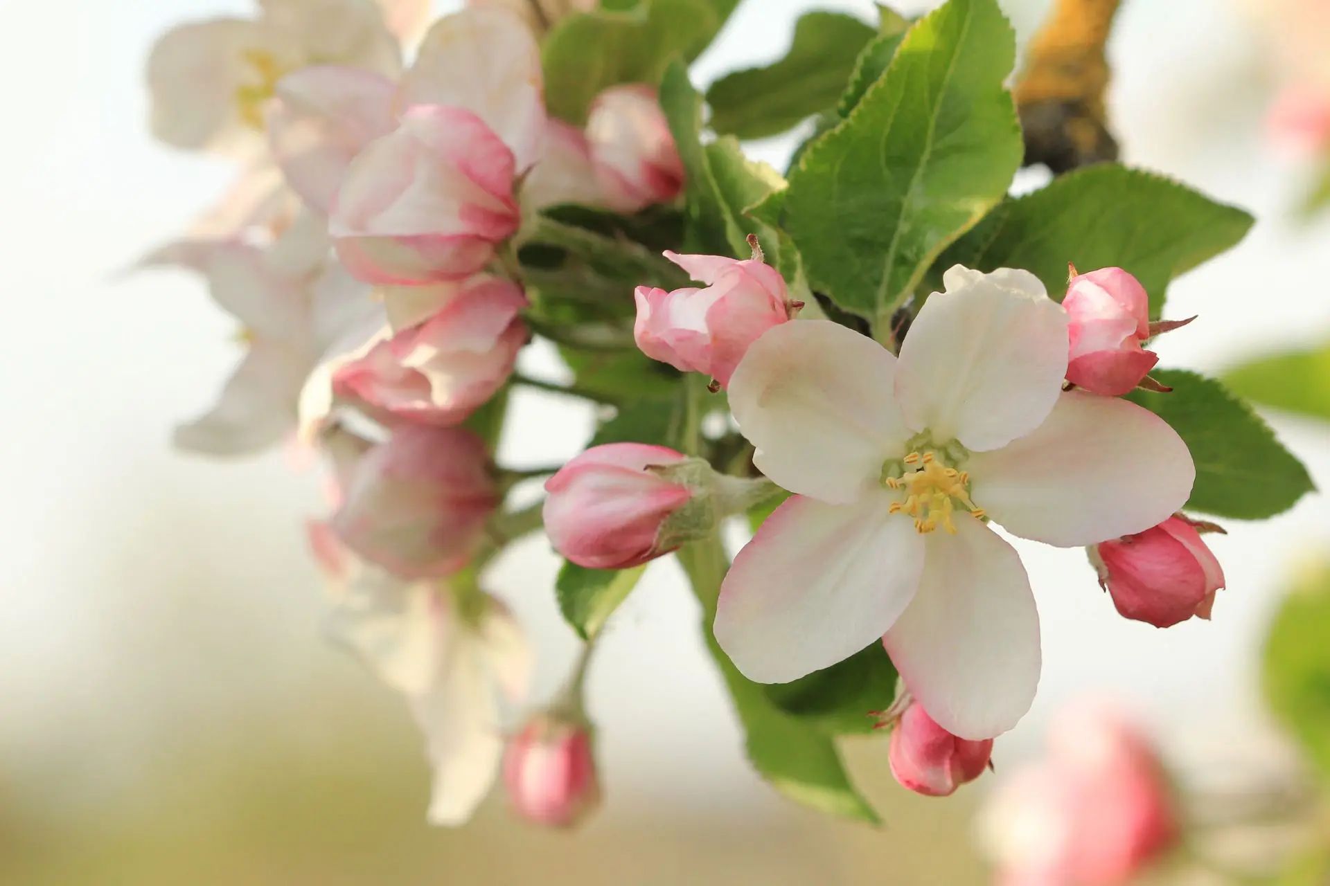 Featured flowers