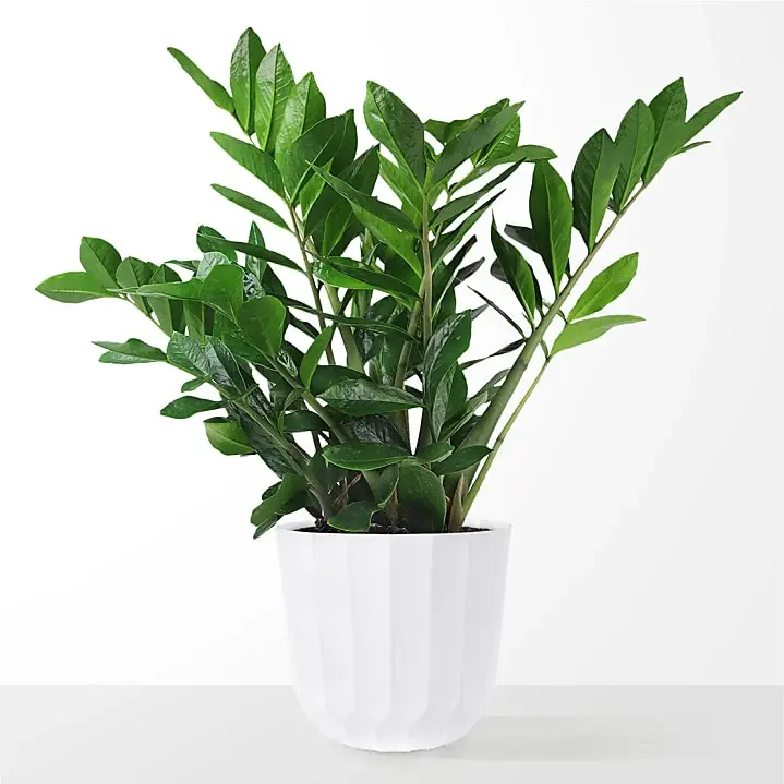 Zanzibar "ZZ" Plant Zanzibar "ZZ" Plant