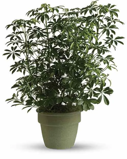 Schefflera Schefflera