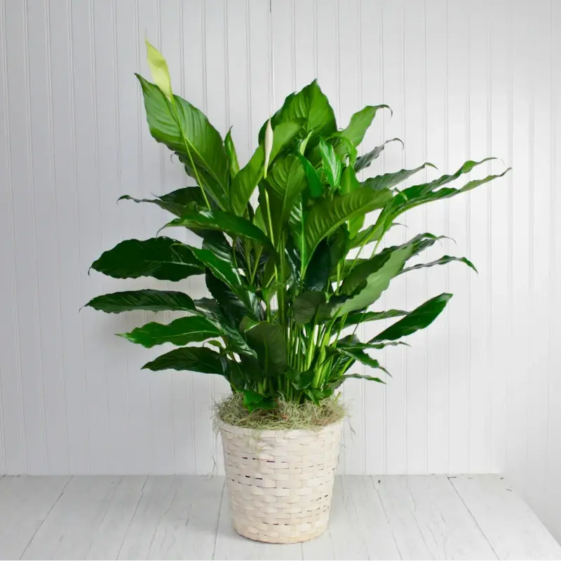 Peace Lily Peace Lily
