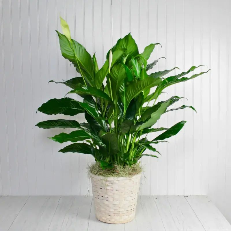 Peace Lily