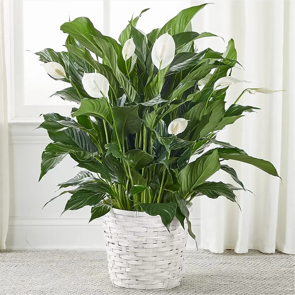 Peace Lily Peace Lily