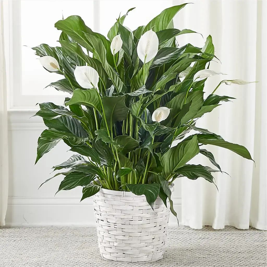 Peace Lily