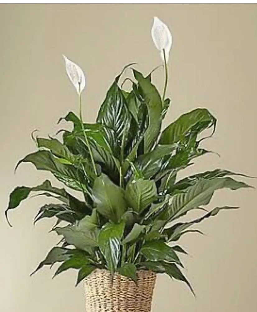 Peace Lily Peace Lily