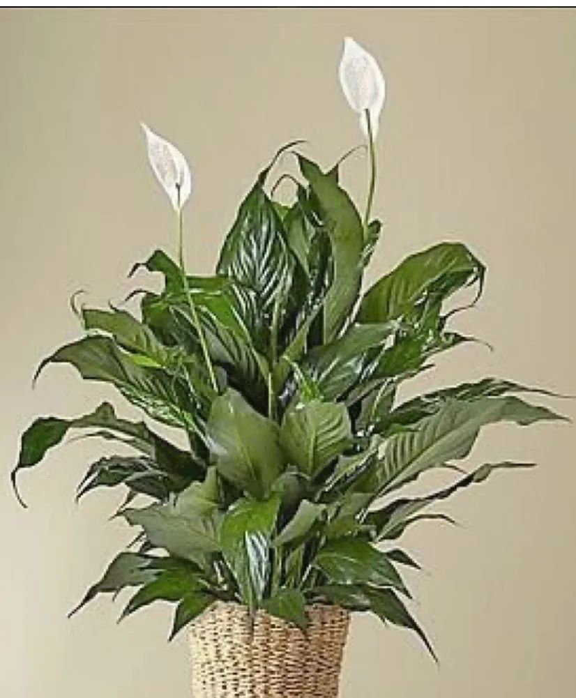 Peace Lily