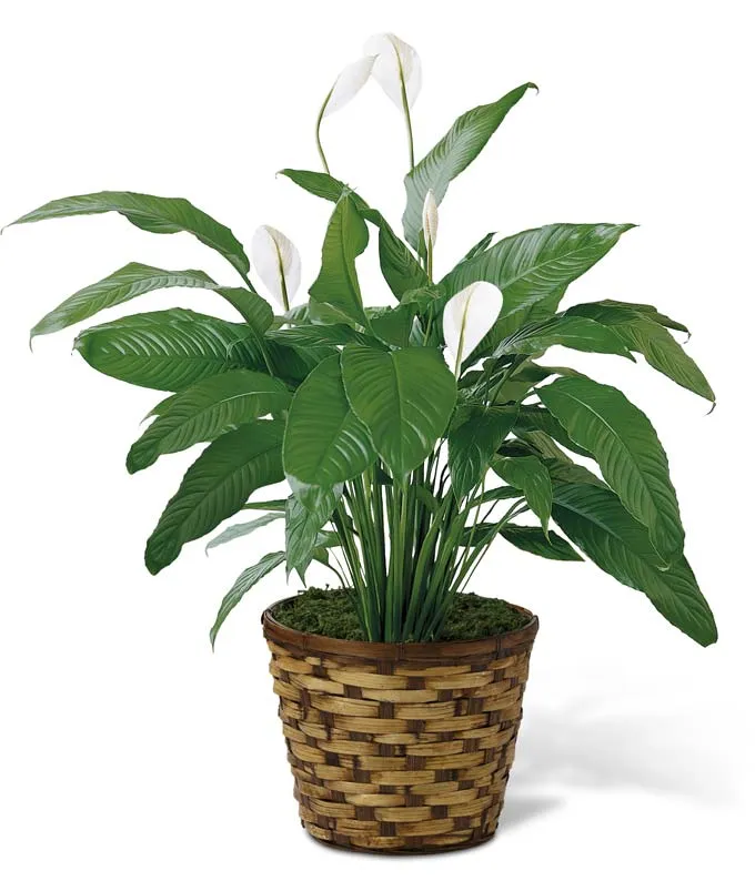 Peace Lily Peace Lily