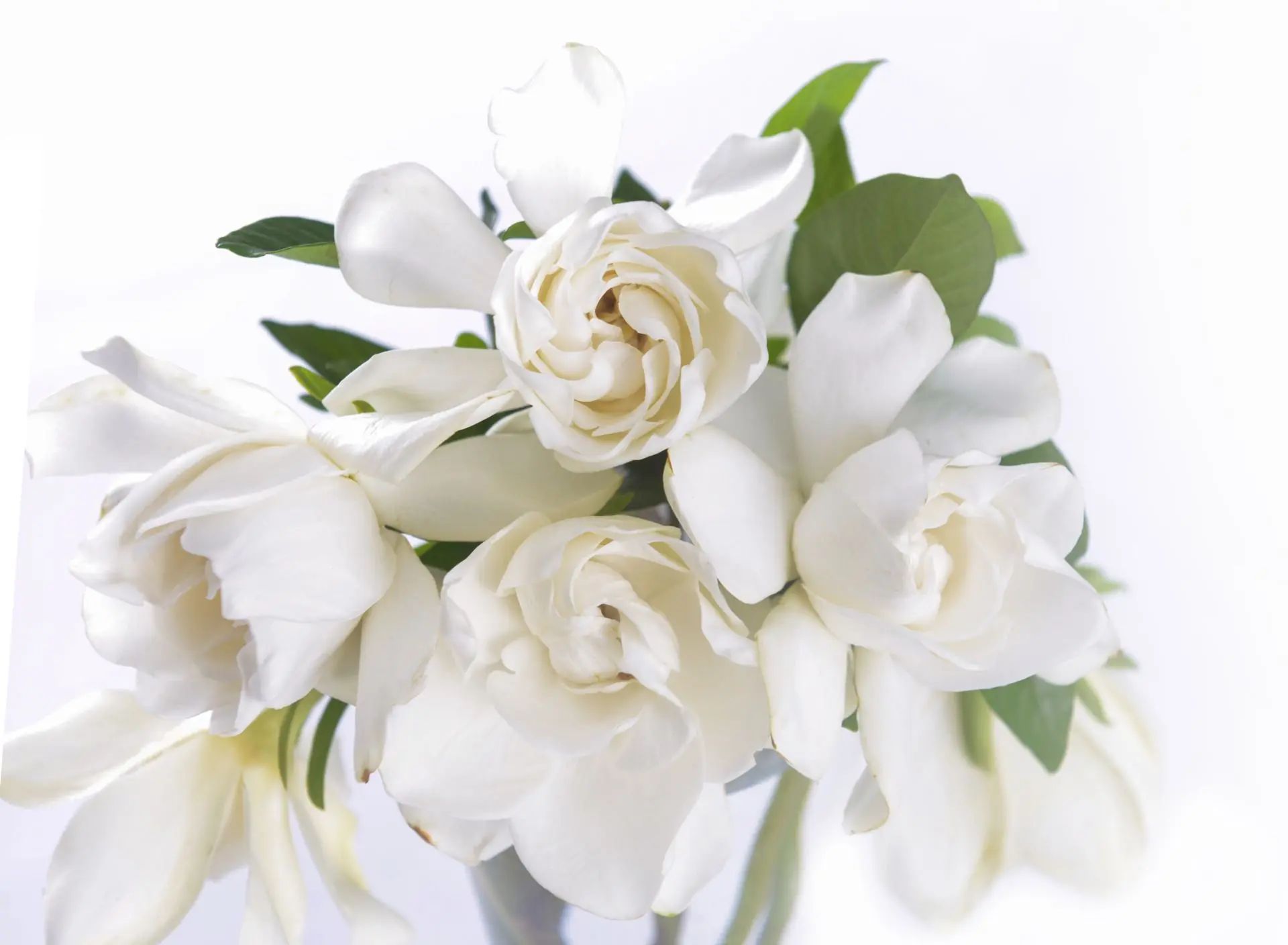 Featured flowers
