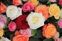 Color Choice image