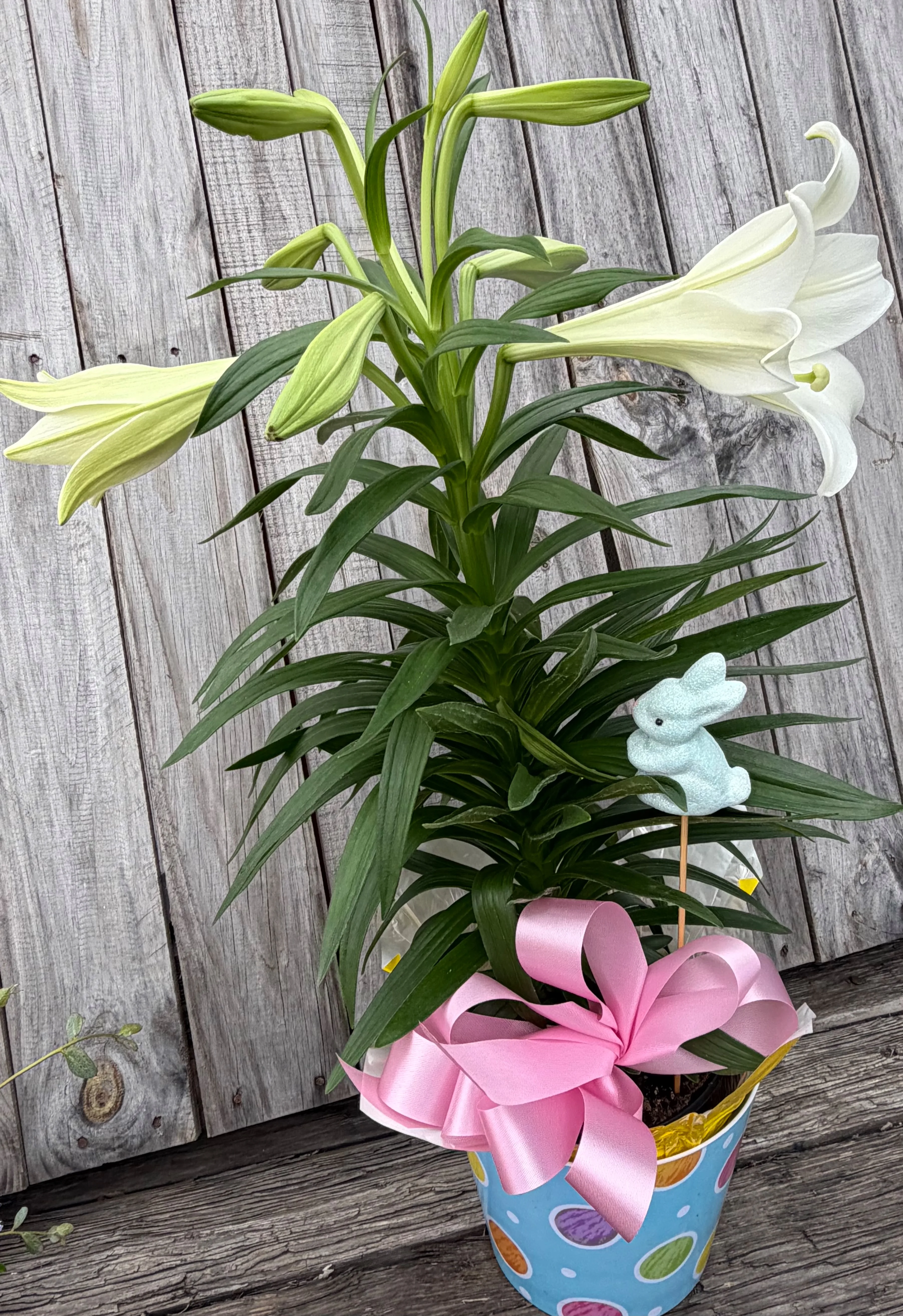 Easter lily Easter lily