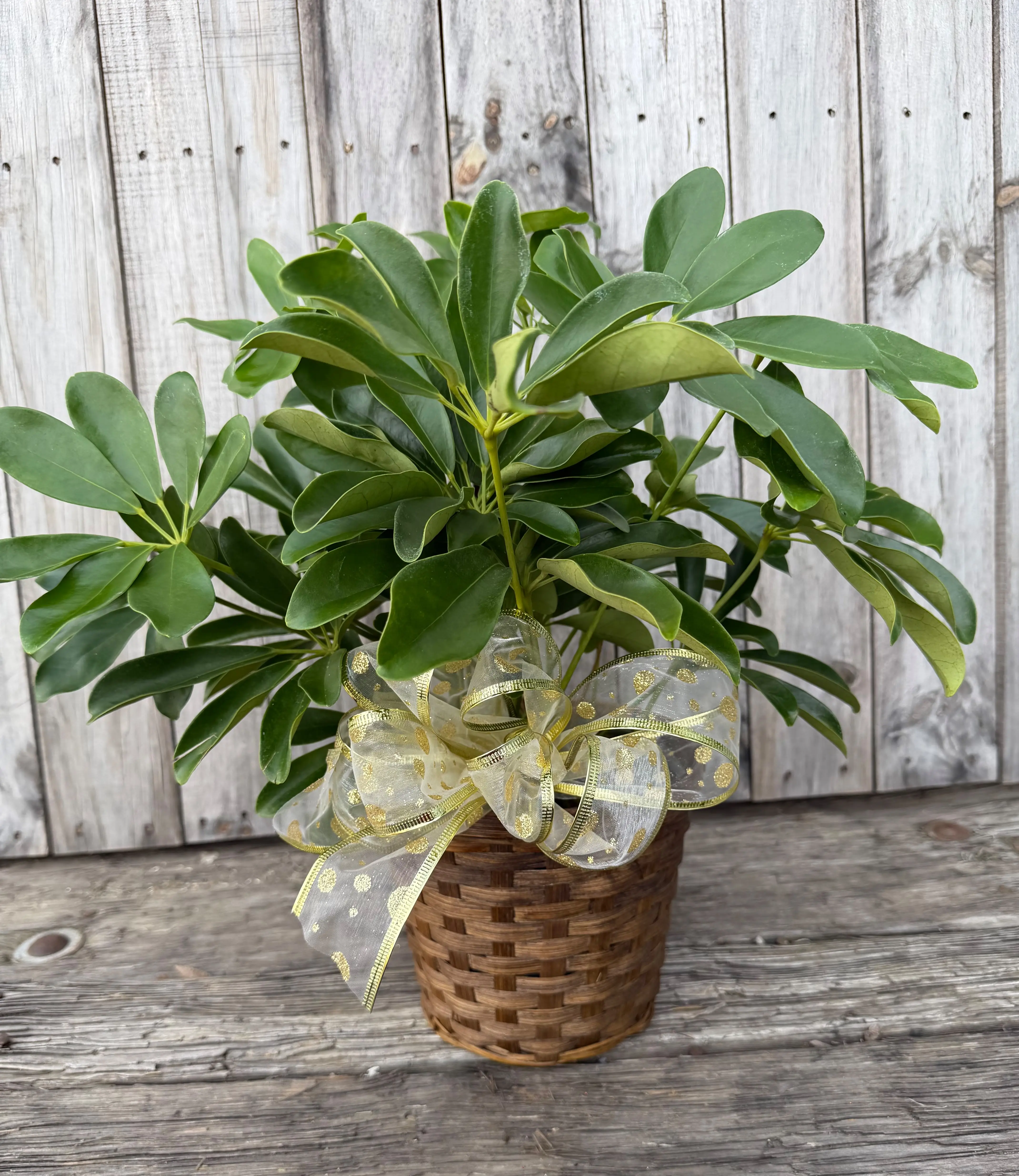 Schefflera Schefflera