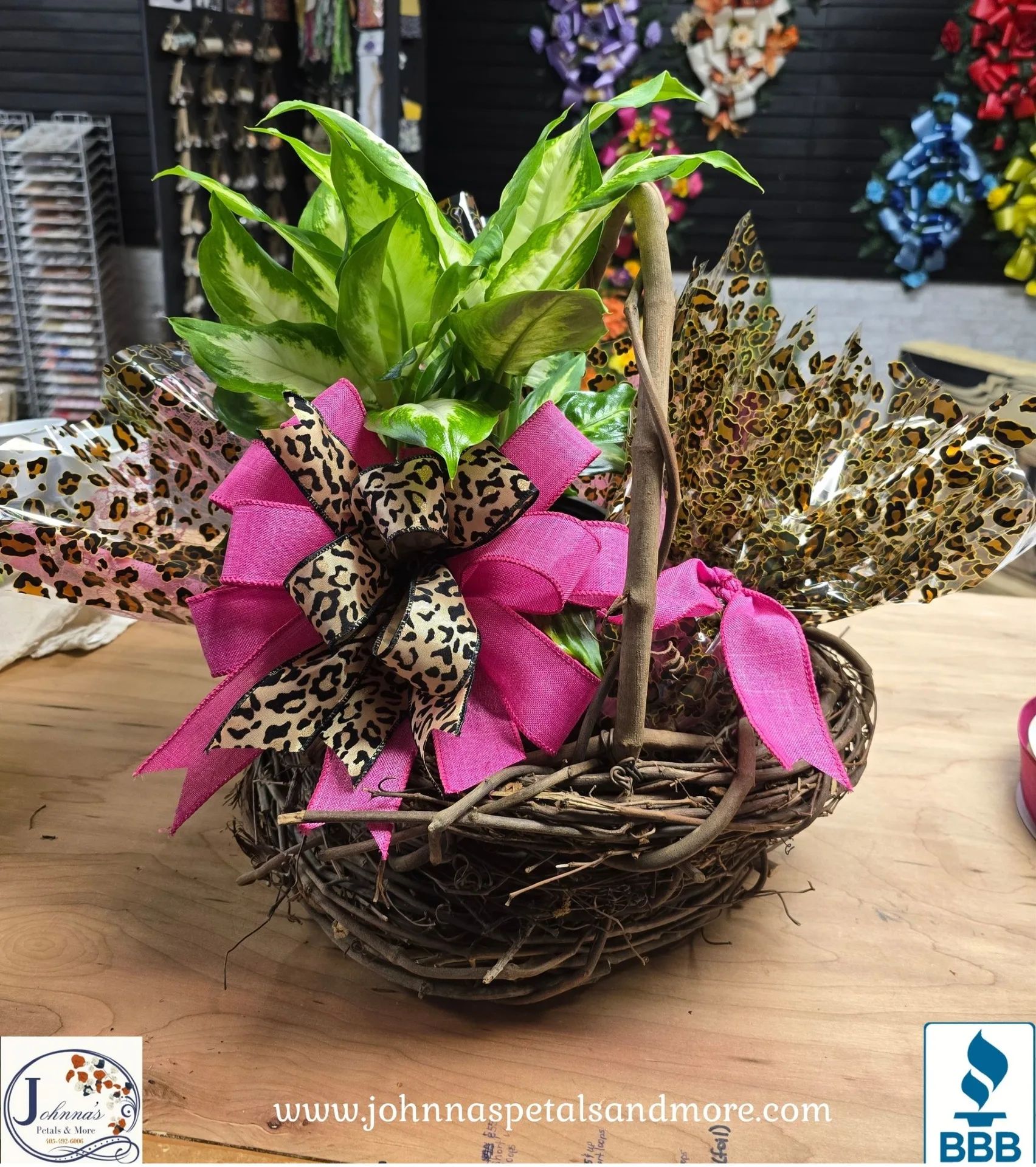 Leopard Plant with Gift Basket