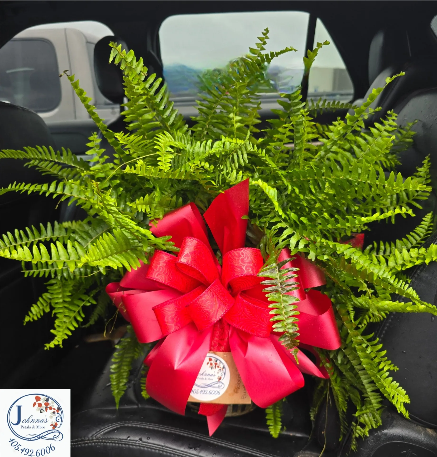 Fern Plant Fern Plant