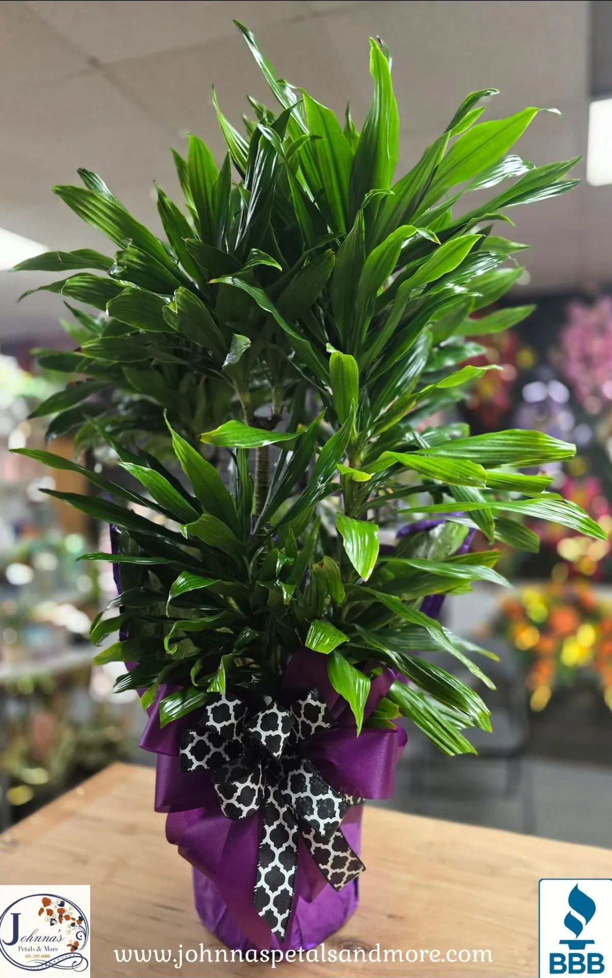 Dracena Green Plant Dracena Green Plant