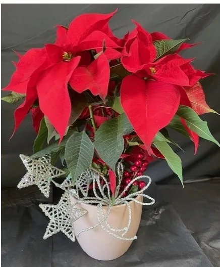 Festive Red Poinsettia Floral Festive Red Poinsettia Floral