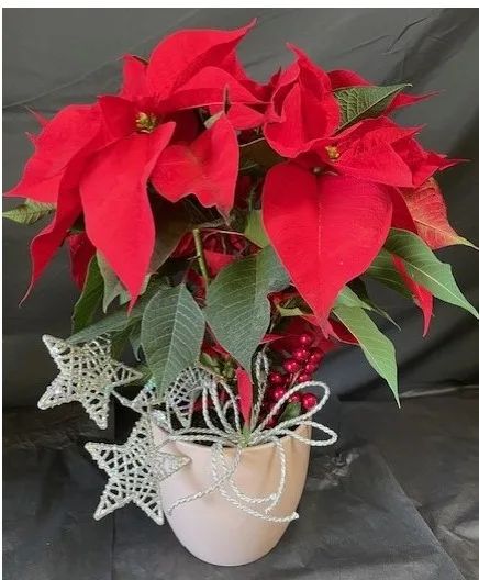 Festive Red Poinsettia Floral