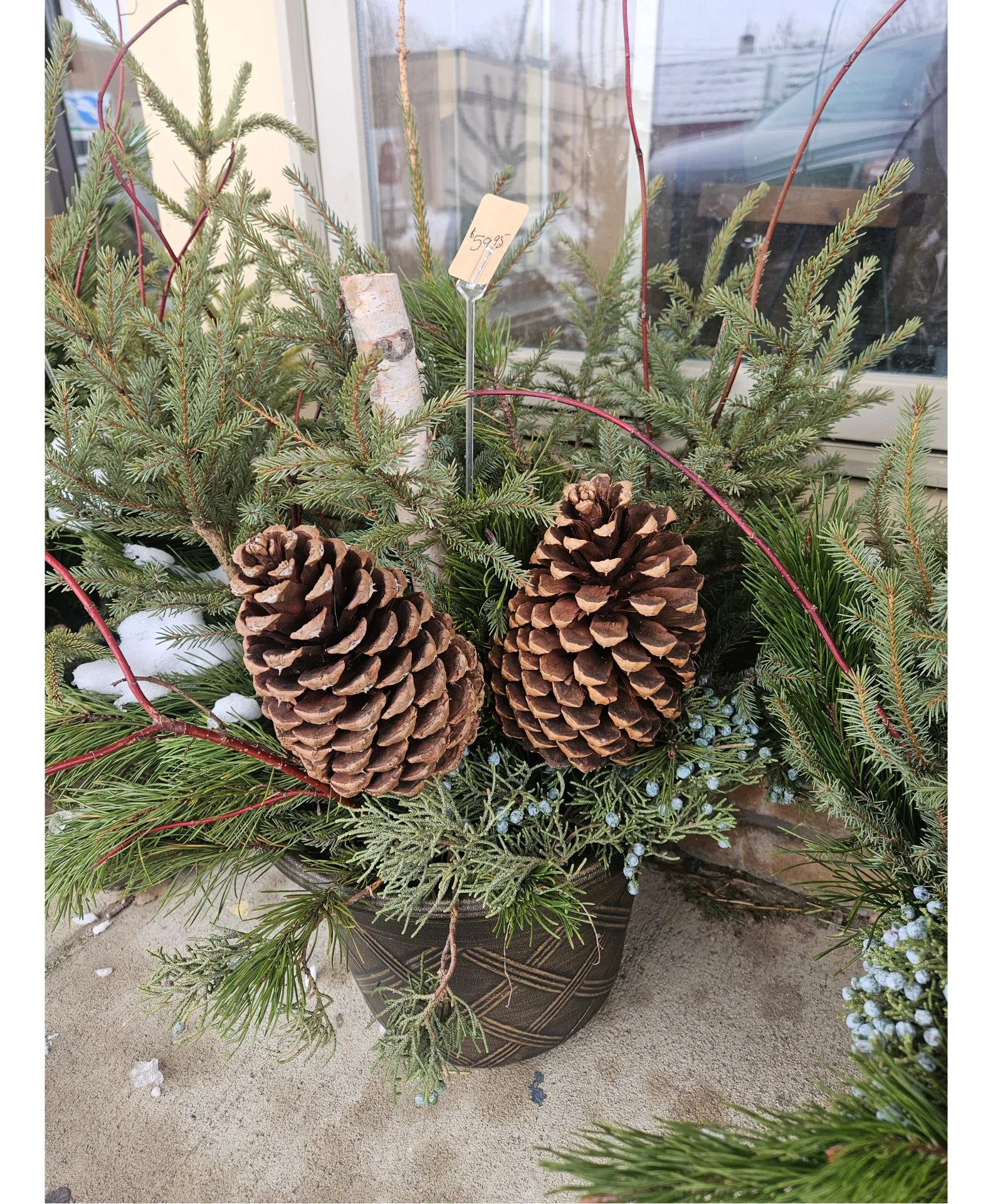 Spruce Porch Pot Plant Spruce Porch Pot Plant