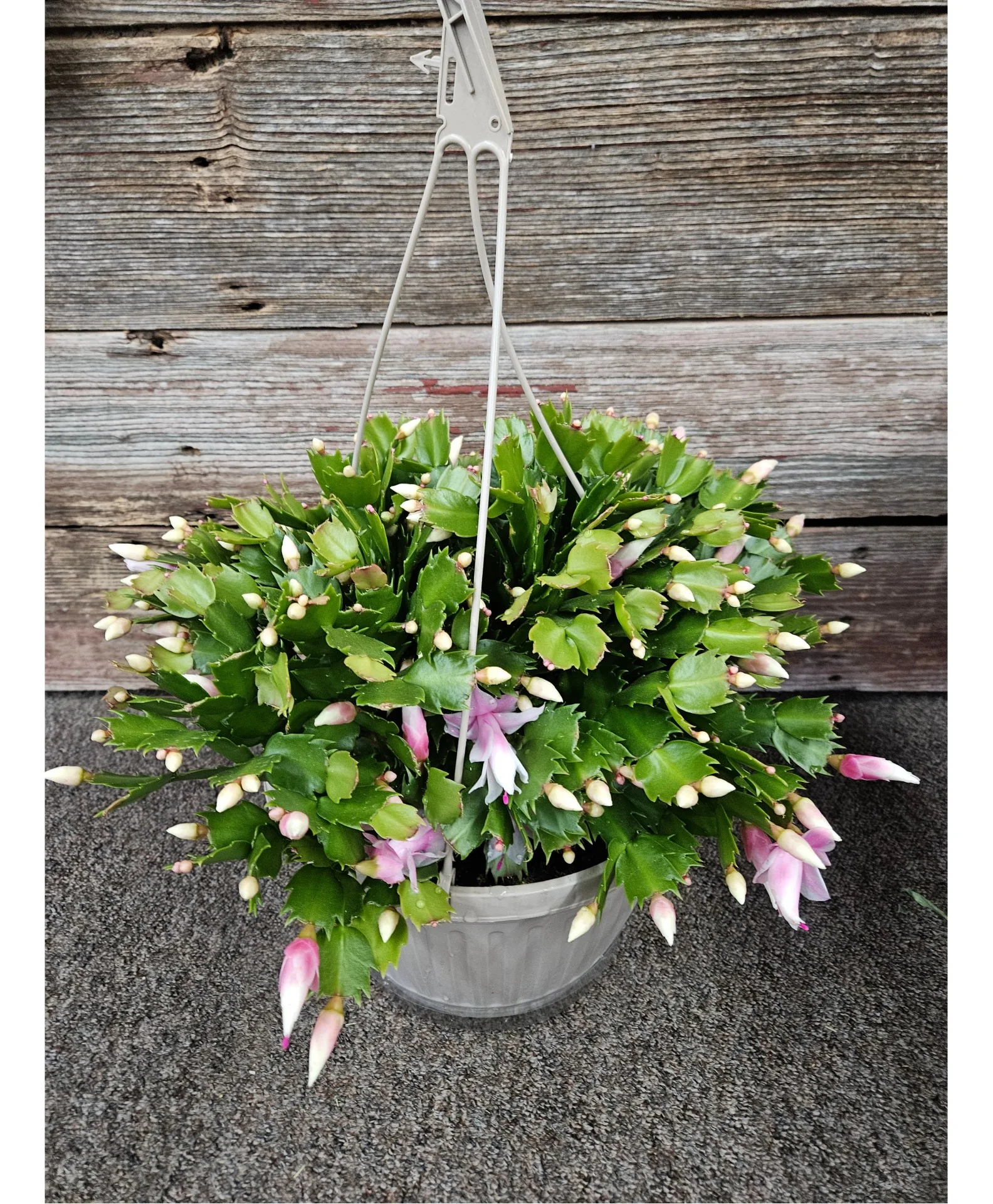 Christmas Cactus Plant Christmas Cactus Plant