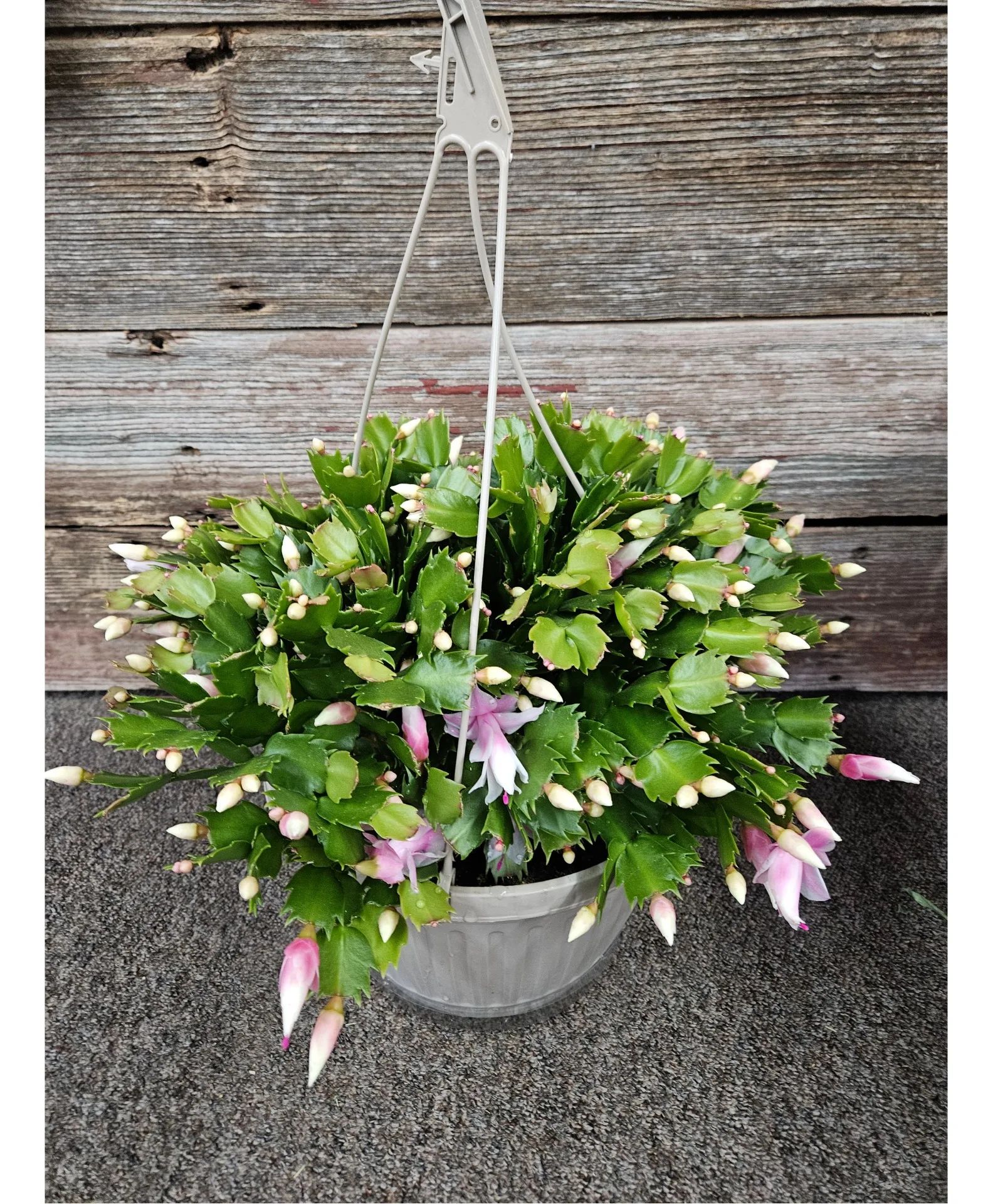 Christmas Cactus Plant
