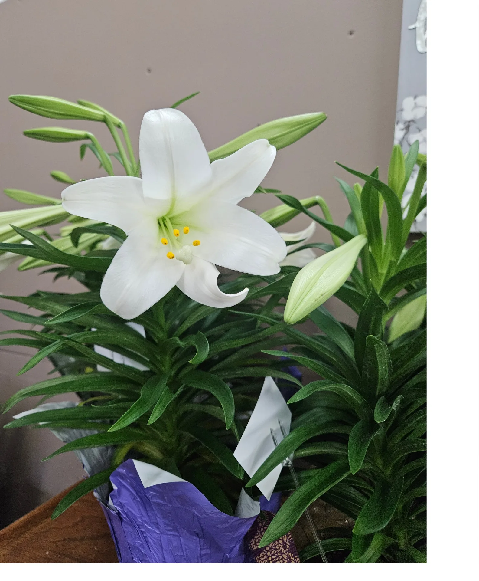Easter Lily Plant Easter Lily Plant