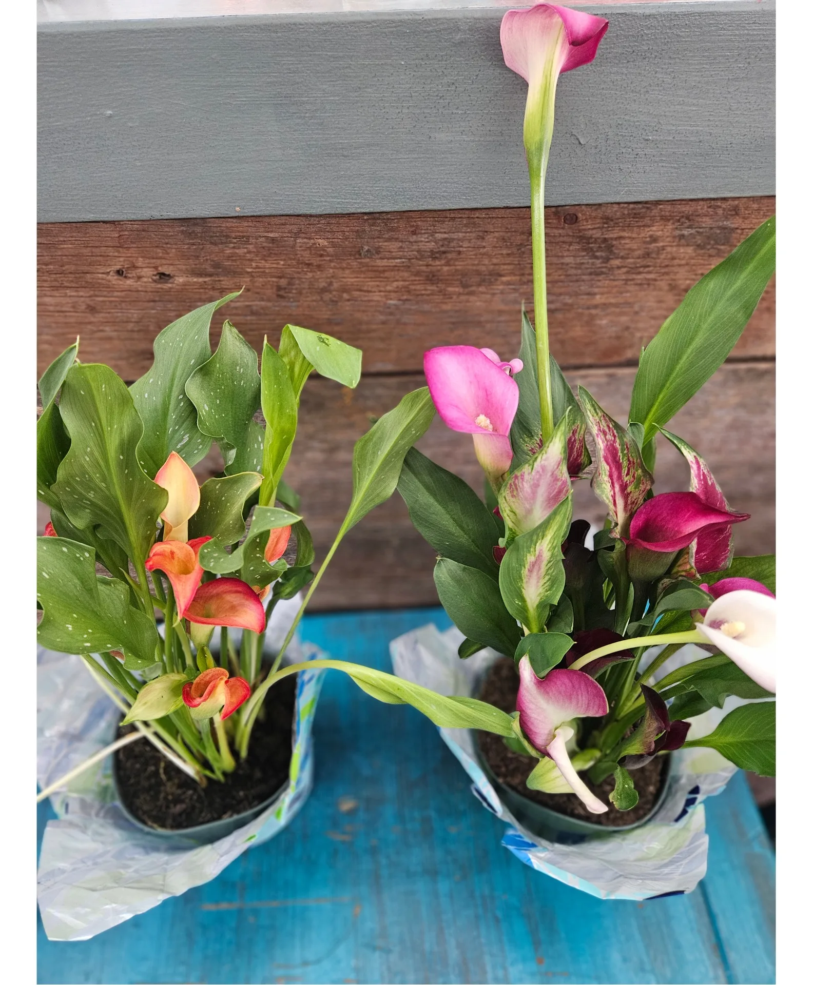 Calla Lily Plant Calla Lily Plant