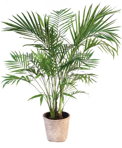 Majesty Palm House Plant Majesty Palm House Plant
