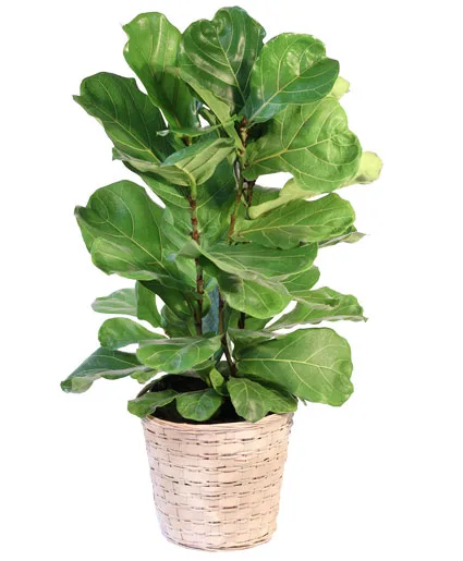 Fiddle Leaf Fig House Plant Fiddle Leaf Fig House Plant