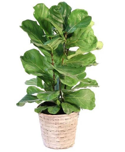 Fiddle Leaf Fig House Plant