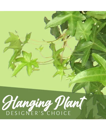 Hanging Plant Designer's Choice Hanging Plant Designer's Choice