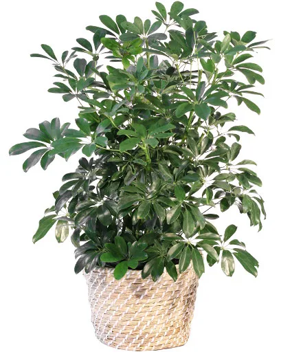 Schefflera House Plant Schefflera House Plant