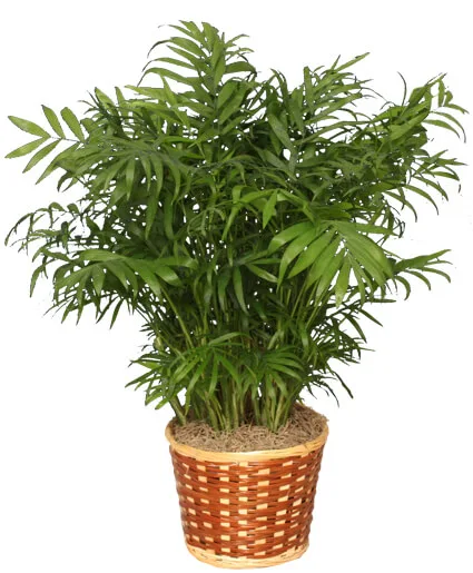 Parlor Palm Plant Parlor Palm Plant