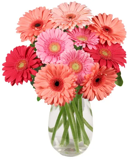 Dancing Daisies Arrangement Dancing Daisies Arrangement