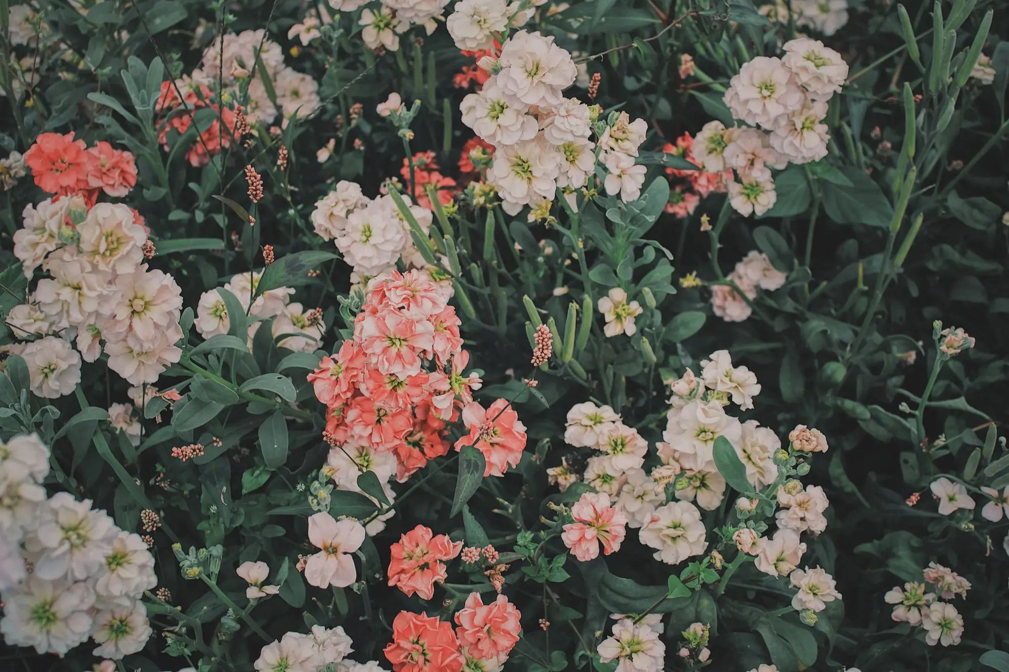 Featured flowers