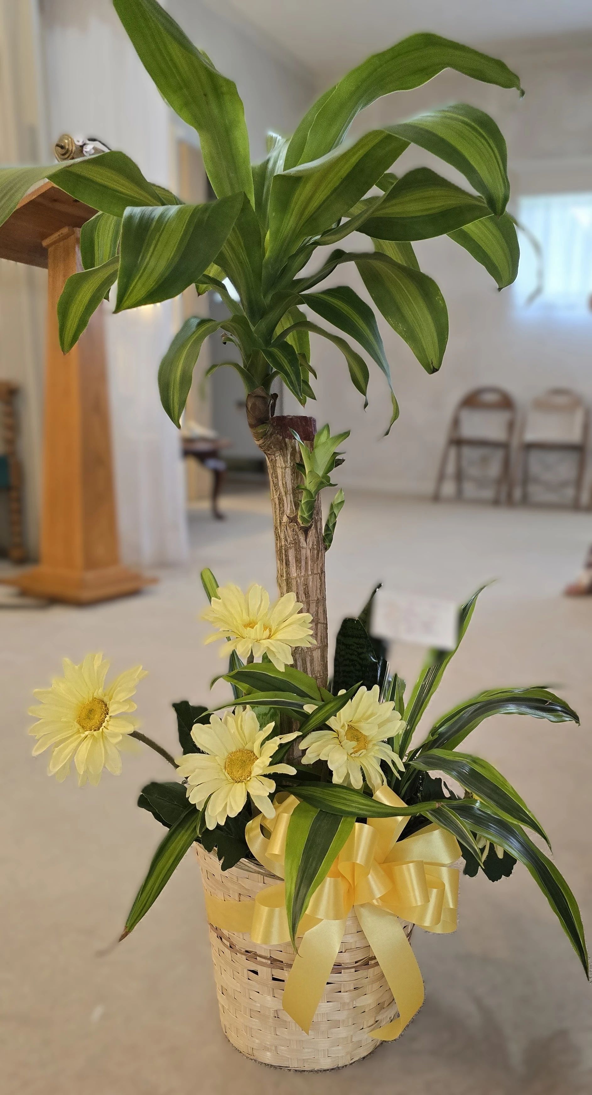 Plants collection