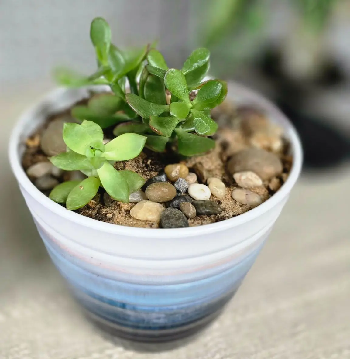 Blue Planter Small Succulents Blue Planter Small Succulents