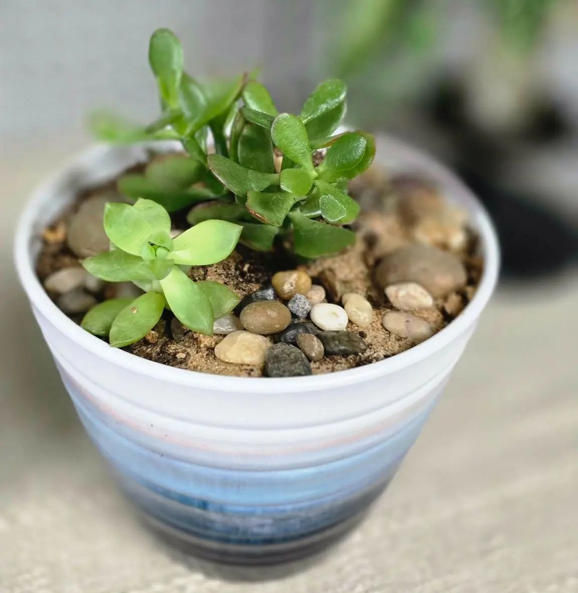 Blue Planter Small Succulents