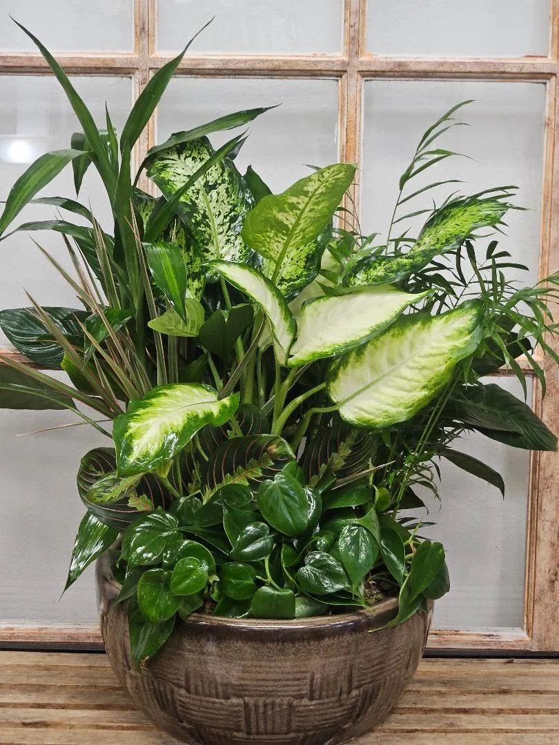 Dish Garden